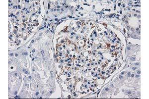 Immunohistochemical staining of paraffin-embedded Human Kidney tissue using anti-PDE2A mouse monoclonal antibody. (PDE2A anticorps)