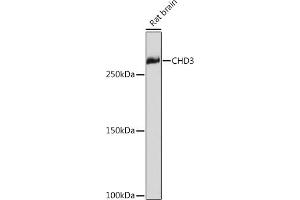Western blot analysis of extracts of Rat brain, using CHD3 Rabbit mAb (ABIN7266363) at 1:1000 dilution.