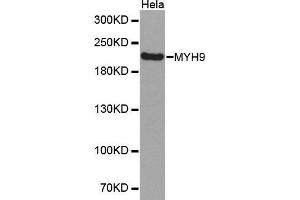 Western Blotting (WB) image for anti-Myosin 9 (MYH9) (AA 1711-1960) antibody (ABIN1513234) (Myosin 9 anticorps  (AA 1711-1960))
