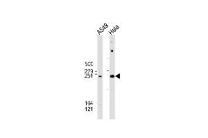 All lanes : Anti-WNK1 Antibody (C-Term) at 1:2000 dilution Lane 1: A549 whole cell lysate Lane 2: Hela whole cell lysate Lysates/proteins at 20 μg per lane. (WNK1 anticorps  (AA 1848-1882))