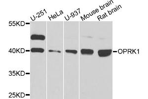 Western blot analysis of extracts of various cell lines, using OPRK1 antibody (ABIN5974551) at 1/1000 dilution. (OPRK1 anticorps)