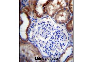 LINGO4 Antibody (C-term) (ABIN656722 and ABIN2845949) immunohistochemistry analysis in formalin fixed and paraffin embedded human kidney tissue followed by peroxidase conjugation of the secondary antibody and DAB staining.