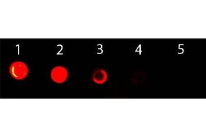 Dot Blot of Goat anti-Mouse IgG2b (Gamma 2b Chain) Antibody ATTO 488 Conjugated. (Chèvre anti-Souris IgG2b (Heavy Chain) Anticorps (Atto 488) - Preadsorbed)