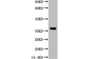 Western blot analysis of 1) Hela, 2) 293T, diluted at 1:5000. (CA9 anticorps)