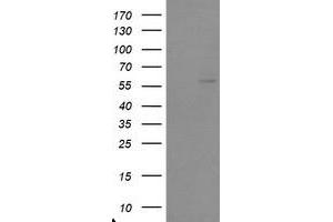 Image no. 2 for anti-TRAF Interacting Protein (TRAIP) (AA 67-313) antibody (ABIN1491633) (TRAIP anticorps  (AA 67-313))