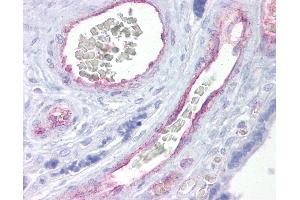 Anti-ARNTL2 antibody IHC of human placenta. (ARNTL2 anticorps  (AA 35-84))