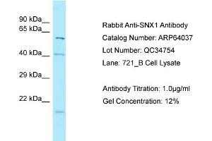 Western Blotting (WB) image for anti-Sorting Nexin 1 (SNX1) (N-Term) antibody (ABIN971747) (Sorting Nexin 1 anticorps  (N-Term))