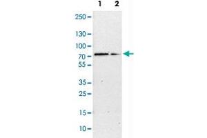 Western Blot analysis of Lane 1: NIH-3T3 cell lysate (mouse embryonic fibroblast cells) and Lane 2: NBT-II cell lysate (Wistar rat bladder tumor cells) with G3BP1 polyclonal antibody . (G3BP1 anticorps)
