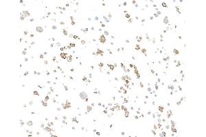 Immunocytochemistry (ICC) image for anti-Tumor Necrosis Factor Receptor Superfamily, Member 9 (TNFRSF9) (AA 24-189) antibody (ABIN7455143)