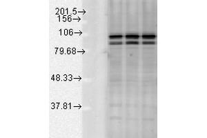 Western blot analysis of Rat tissue mix showing detection of Calnexin-CT protein using Rabbit Anti-Calnexin-CT Polyclonal Antibody . (Calnexin anticorps  (C-Term) (Atto 488))