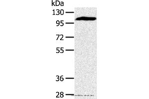 Western blot analysis of Mouse heart tissue, using PYGM Polyclonal Antibody at dilution of 1:400 (PYGM anticorps)