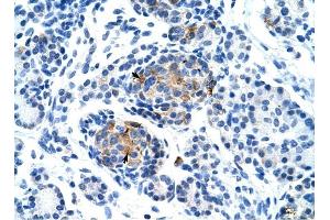 P2RX1 antibody was used for immunohistochemistry at a concentration of 4-8 ug/ml to stain Epithelial cells of pancreatic acinus (arrows) in Human Pancreas.