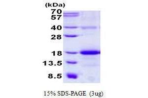 Figure annotation denotes ug of protein loaded and % gel used. (CLEC2B Protéine)