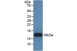 Detection of Recombinant REG3g, Human using Monoclonal Antibody to Regenerating Islet Derived Protein 3 Gamma (REG3g) (REG3g anticorps  (AA 39-175))