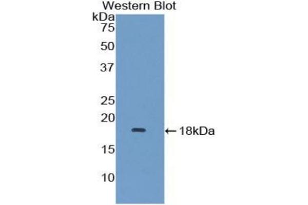 MAPKSP1 Antikörper  (AA 1-124)