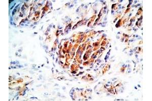 Human pancreas tissue was stained by Rabbit Anti-TRB-3 (314-349) (Rat) Antibody (TAS2R140 anticorps  (AA 314-349))