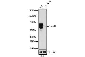 Western blot analysis of extracts from wild type (WT) and Smad2 knockdown (KD) HeLa cells, using Smad2 antibody (ABIN7270344) at 1:1000 dilution.
