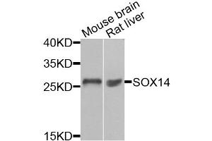 Western blot analysis of extracts of various cell lines, using SOX14 antibody (ABIN5974346) at 1/1000 dilution. (SOX14 anticorps)
