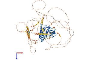 AlphaFold protein structure predicition of Mouse Recombinant Rusc1 Protein, UniprotID Q8BG26