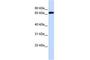 Image no. 1 for anti-GABA Transporter 1 (GAT1) (AA 324-373) antibody (ABIN6743208) (SLC6A1 anticorps  (AA 324-373))