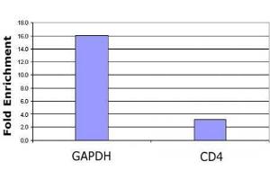 Histone H3 acetyl Lys79 pAb tested by ChIP analysis. (Histone 3 anticorps  (acLys79))