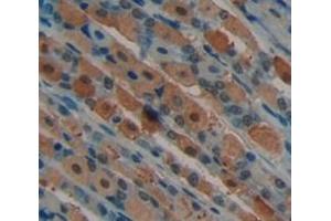 Used in DAB staining on fromalin fixed paraffin- embedded Kidney tissue (NUAK1 anticorps  (AA 404-651))