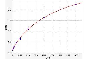 Caspase 1 (CASP1) ELISA Kit
