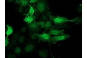 Anti-CDK2 mouse monoclonal antibody (ABIN2454600) immunofluorescent staining of COS7 cells transiently transfected by pCMV6-ENTRY CDK2 (RC200494). (CDK2 anticorps)