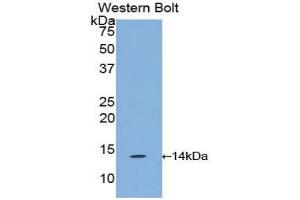 Western Blotting (WB) image for anti-Chemokine (C-C Motif) Ligand 6 (CCL6) (AA 21-115) antibody (ABIN1859880) (CCL6 anticorps  (AA 21-115))