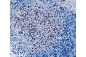 Used in DAB staining on fromalin fixed paraffin- embedded pancreas tissue (DISC1 anticorps  (AA 151-330))