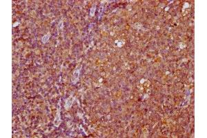 IHC image of ABIN7165570 diluted at 1:400 and staining in paraffin-embedded human tonsil tissue performed on a Leica BondTM system. (FAM83G anticorps  (AA 464-615))