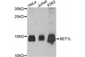 Western blot analysis of extracts of various cell lines, using BET1L antibody (ABIN5997300) at 1:3000 dilution. (BET1L anticorps)
