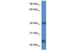 Image no. 1 for anti-Secretory Carrier Membrane Protein 1 (SCAMP1) (AA 49-98) antibody (ABIN6747294) (SCAMP1 anticorps  (AA 49-98))