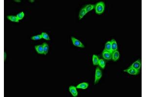 Immunofluorescent analysis of HepG2 cells using ABIN7167735 at dilution of 1:100 and Alexa Fluor 488-congugated AffiniPure Goat Anti-Rabbit IgG(H+L) (RFPL4B anticorps  (AA 1-263))