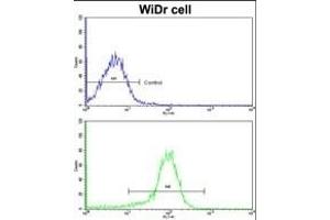 Flow cytometric analysis of widr cells using ZWINT Antibody (Center)(bottom histogram) compared to a negative control cell (top histogram). (ZWINT anticorps  (AA 59-88))