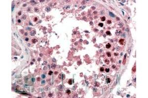ABIN190835 (2µg/ml) staining of paraffin embedded Human Testis. (Nanog anticorps  (C-Term))
