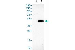 Western Blot analysis of Lane 1: negative control (vector only transfected HEK293T cell lysate) and Lane 2: over-expression lysate (co-expressed with a C-terminal myc-DDK tag in mammalian HEK293T cells) with GNAZ polyclonal antibody .