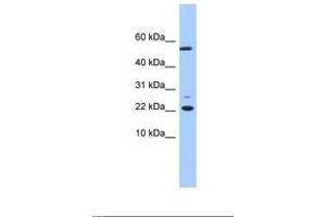Image no. 1 for anti-DnaJ (Hsp40) Homolog, Subfamily C, Member 24 (DNAJC24) (N-Term) antibody (ABIN6739413) (DNAJC24 anticorps  (N-Term))