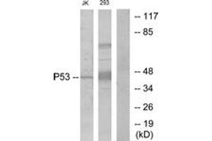 Western blot analysis of extracts from Jurkat/293, using p53 (Ab-6) Antibody. (p53 anticorps  (AA 1-50))
