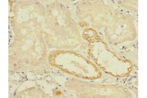 Immunohistochemistry of paraffin-embedded human kidney tissue using ABIN7173051 at dilution of 1:100 (TMEM139 anticorps  (AA 56-216))