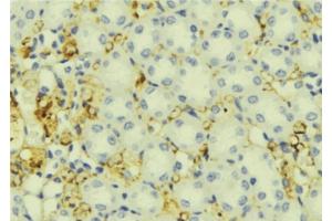 ABIN6276837 at 1/100 staining Mouse liver tissue by IHC-P. (IGFBP5 anticorps  (Internal Region))