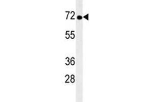 TNK1 antibody western blot analysis in mouse brain tissue lysate.
