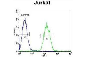 Flow cytometric analysis of Jurkat cells  using ETS1 Antibody (N-term) Cat. (ETS1 anticorps  (N-Term))