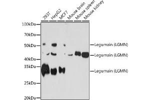 Western blot analysis of extracts of various cell lines, using Legumain (LGMN) (LGMN) Rabbit mAb (ABIN7268208) at 1:1000 dilution. (LGMN anticorps)