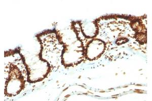 Formalin-fixed, paraffin-embedded Rat Colon stained with Pan-Nuclear Antigen Monoclonal Antibody (NM106). (Nuclear Antigen (Pan-Nuclear Marker) anticorps)