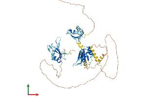AlphaFold protein structure predicition of Mouse Recombinant Celf2 Protein, UniprotID Q9Z0H4