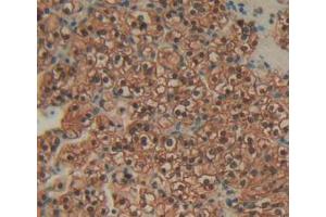IHC-P analysis of Human Kidney Tissue, with DAB staining. (Annexin IV anticorps  (AA 11-164))