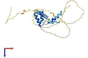 AlphaFold protein structure predicition of Mouse Recombinant Prrx1 Protein, UniprotID P63013
