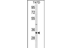 HAVCR2 Antibody (Center) (ABIN1881402 and ABIN2838913) western blot analysis in T47D cell line lysates (35 μg/lane). (TIM3 anticorps  (AA 167-194))