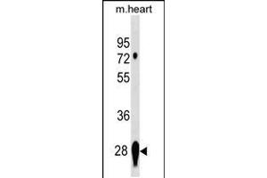 Western blot analysis in mouse heart tissue lysates (35ug/lane). (CAPNS2 anticorps  (AA 55-83))